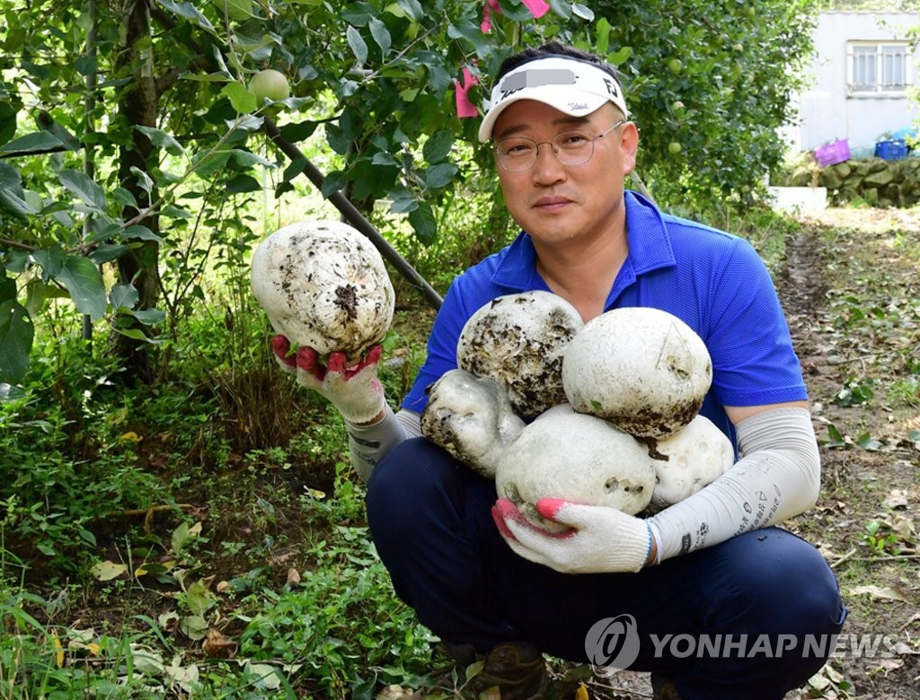 Rare puffball mushrooms found at apple farm | Yonhap News Agency