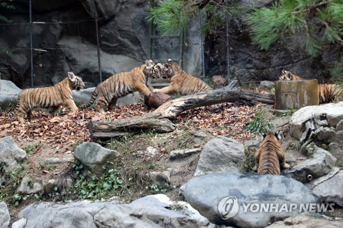 에버랜드 한국호랑이 5남매 '아름·다운·우리·나라·강산'으로