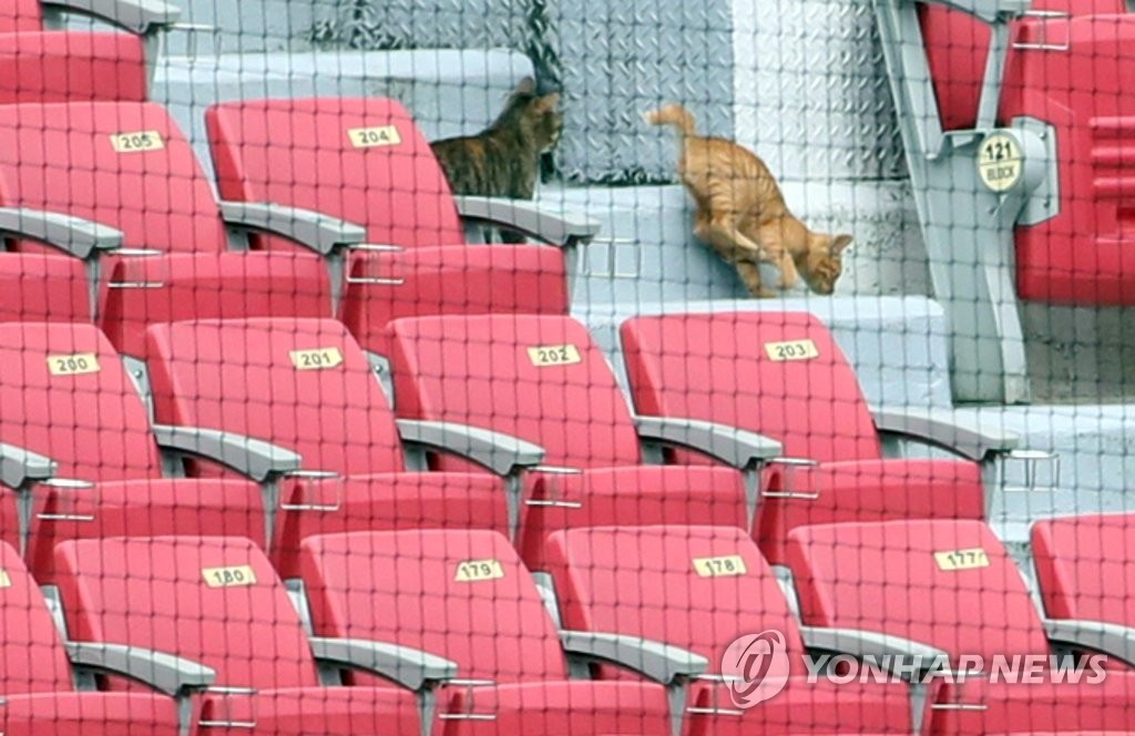 Cats roam around the stands at an empty Jamsil Baseball Stadium in Seoul on Oct. 11, 2021, during a Korea Baseball Organization regular season game between the KT Wiz and the LG Twins being played without fans. (Yonhap)