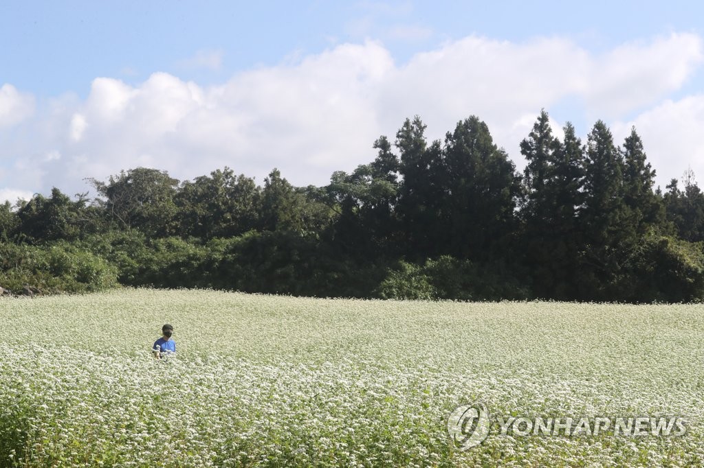 Buckwheat flowers in bloom Yonhap News Agency