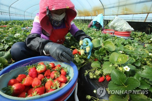 '딸기 시배지' 밀양 삼랑진서 농산물 직거래행사