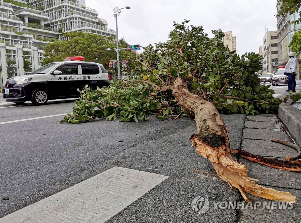 오키나와 나하시 중심부에서 강풍에 부러진 가로수