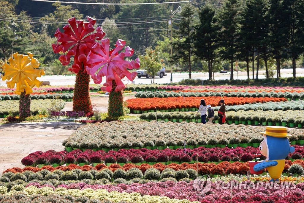 '꽃길만 걷자'…강원 인제 가을꽃 축제