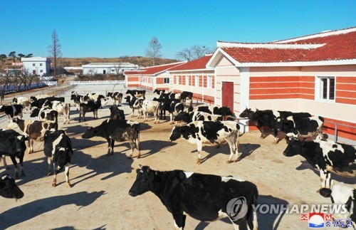 북한, 남포시 '대안 젖소목장' 준공