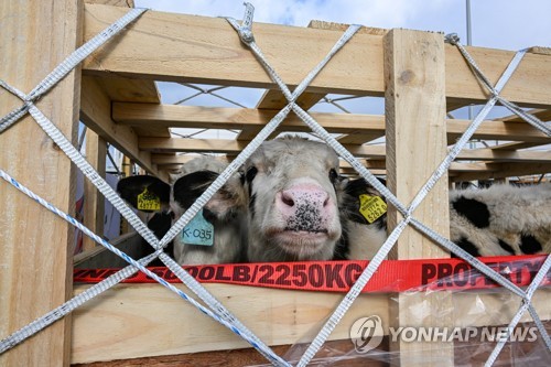 La Corée du Sud fait don de vaches laitières au Népal