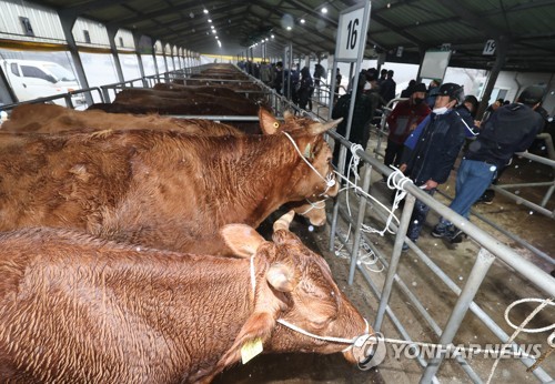 Cow auction on Jeju Island