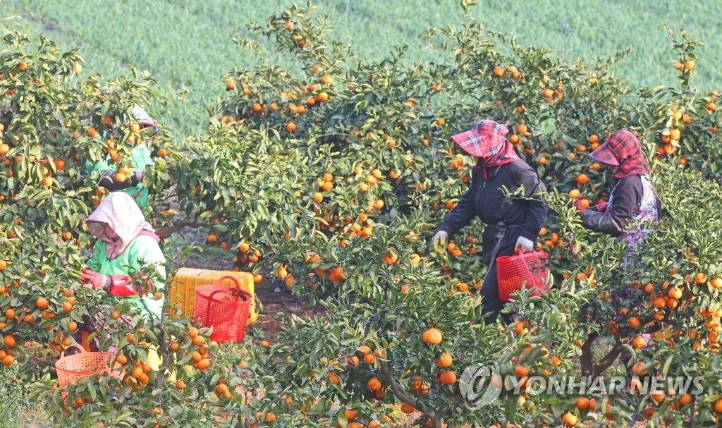 감귤 따는 풍경