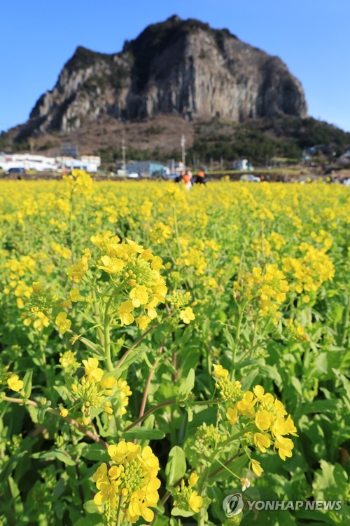 済州島に春の訪れ