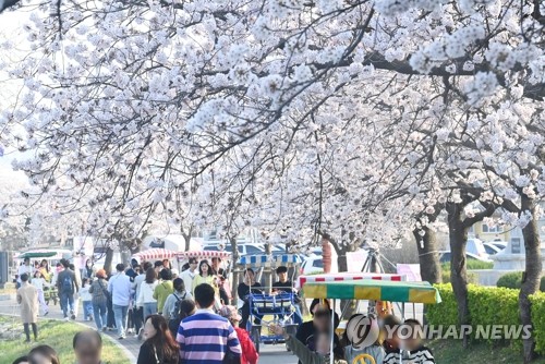 경포 벚꽃축제 개막