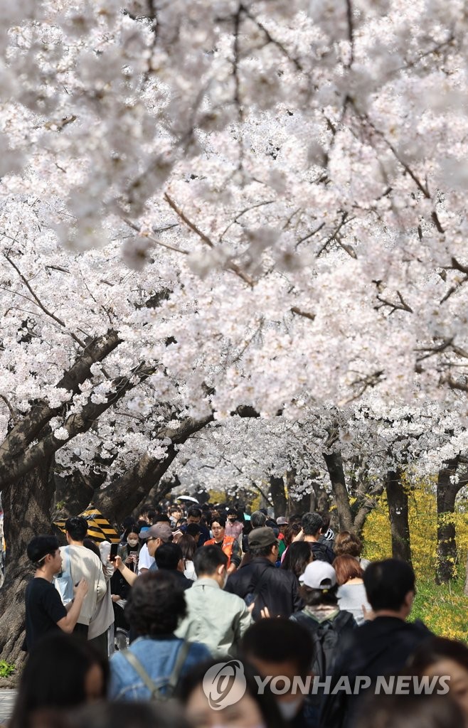 Cherry blossoms in full bloom before major festival