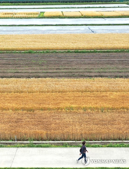 Barley field