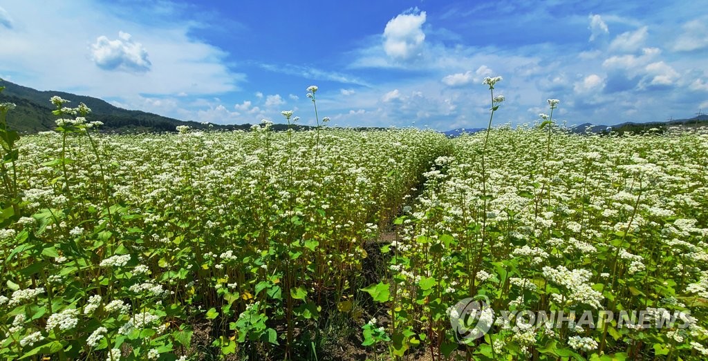 횡성 버덩말서 순백의 메밀꽃 배경 버스킹 공연 | 연합뉴스