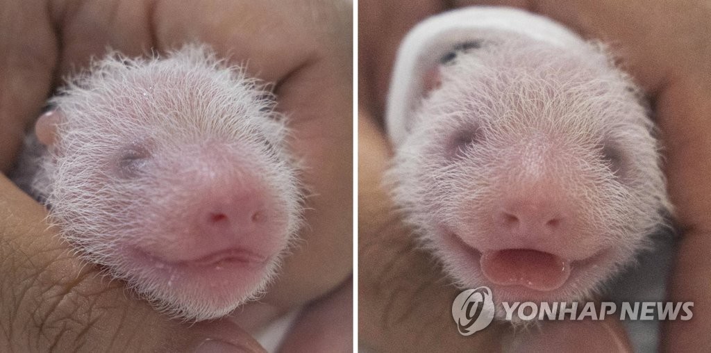 Twin pandas born at S. Korean leisure park | Yonhap News Agency