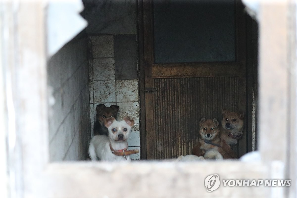 '불법 도축' 도견장서 발견된 개들