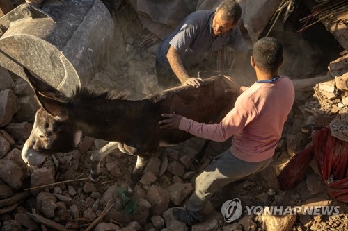 지진 잔해 속에서 당나귀 구출하는 모로코 산악 마을 주민들
