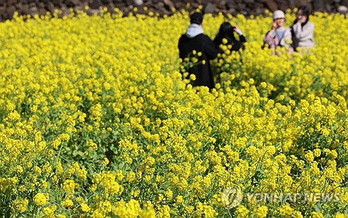 홍매화·유채꽃 활짝…완연한 봄기운에 전국 나들이객 북적