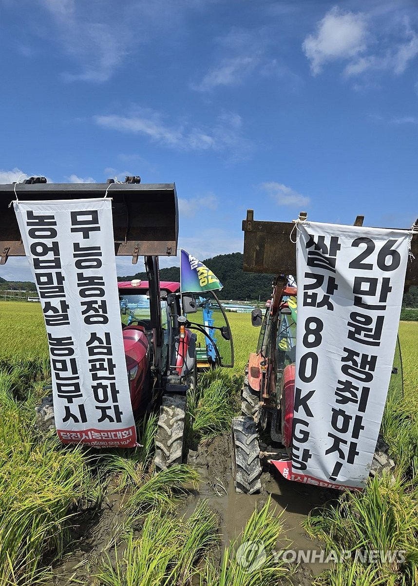 "쌀값 보장하라"…충남 농민들, 수확 앞둔 논 갈아엎어