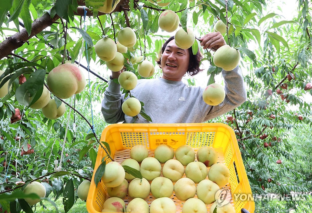 冬桃の収穫