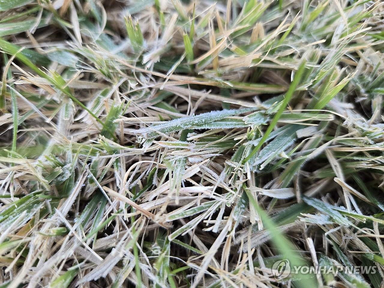 Esta fotografía, proporcionada por la Administración Meteorológica de Corea, muestra la primera helada de la temporada observada en partes del país el 6 de noviembre de 2024, antes del inicio del invierno. (FOTO NO EN VENTA) (Yonhap)