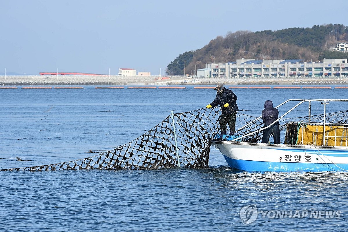 최강 한파에도 김 수확 한창