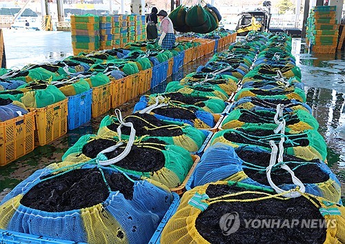 고수온에 흔들리는 'K-김' 자부심