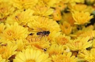 창원서 국화축제 찍고 단감축제 즐긴다…주말 동시 개막